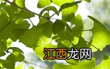 银杏百科 银杏百科知识