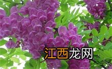 香花槐学名 香花槐百科