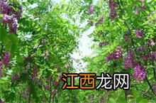 香花槐学名 香花槐百科