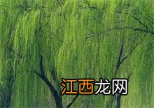 柳树百科 柳树百科介绍