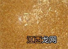 黄粉虫介绍 黄粉虫百科