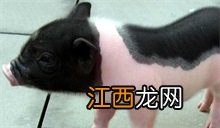 小香猪是什么猪 小香猪百科