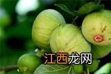 无花果百科 无花果简介