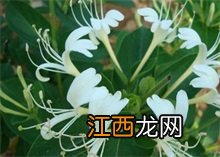 金银花百科 金银花百科全书
