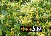 金银花百科 金银花百科全书