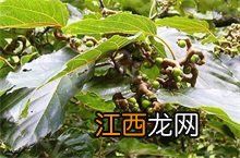 拐枣的介绍 拐枣百科