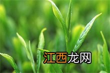 茶叶百科 茶叶百科知识