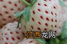 菠萝果百科 菠萝莓百科