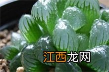 冰灯玉露花 冰灯玉露百科