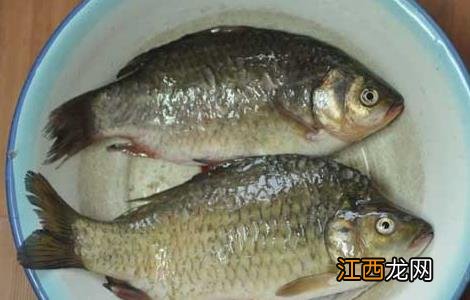 鲫鱼不能和什么一起吃? 鲫鱼不能和什么一起吃