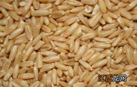 燕麦的功效与作用 燕麦的功效与作用及营养价值