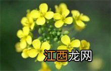 油菜花香 油菜花