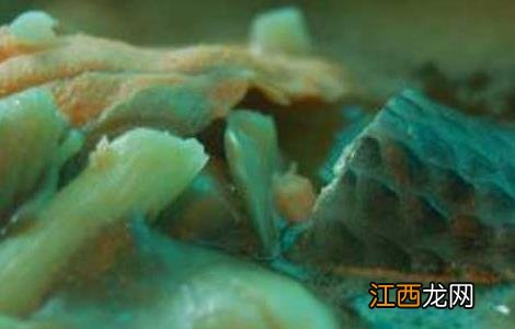 凤尾菇汤的做法大全 凤尾菇汤的做法大全视频