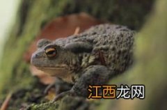 虾蟆是什么意思 虾蟆