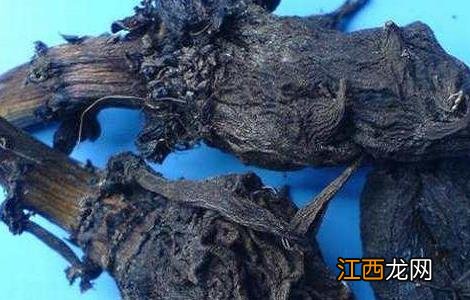 制草乌的功效与作用点 制草乌的功效与作用