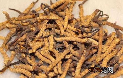 冬虫夏草泡水喝的功效和方法 冬虫夏草泡水喝的功效和方法禁忌