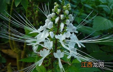 猫须草的正确服用方法及量 猫须草的正确服用方法