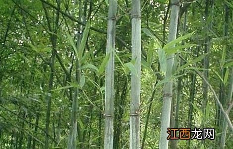 苦竹叶的功效与作用 苦竹叶的功效与作用禁忌