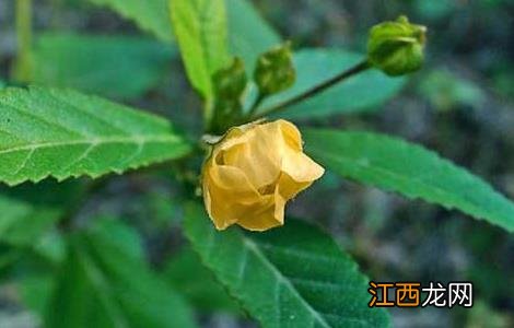 黄花稔的功效与作用及禁忌 黄花稔的功效与作用