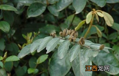 山芝麻的功效与作用 山芝麻的功效与作用主治