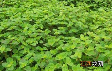 苦玄参的功效与作用点 苦玄参的功效与作用