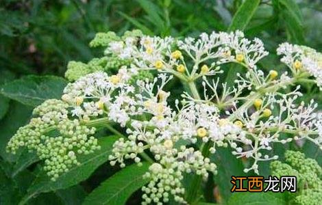 陆英的功效与作用及禁忌 陆英的功效与作用