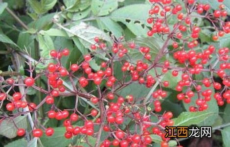 陆英的功效与作用及禁忌 陆英的功效与作用