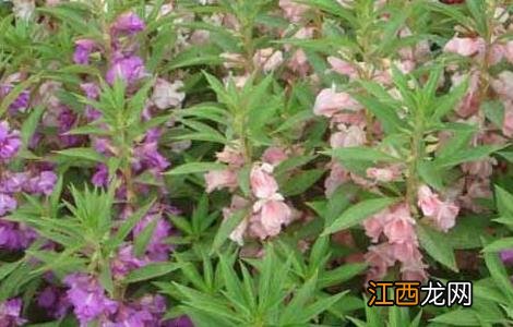 急性子的功效与作用 急性子的功效与作用的功能与主治