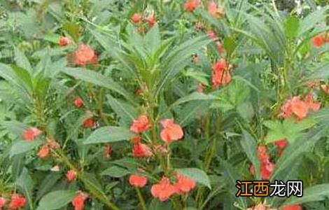 急性子的功效与作用 急性子的功效与作用的功能与主治