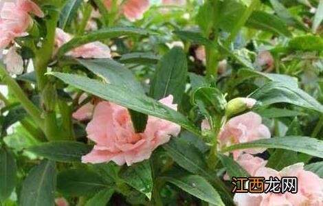 急性子的功效与作用 急性子的功效与作用的功能与主治