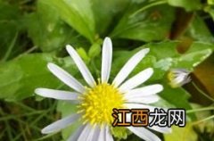 马兰花 马兰