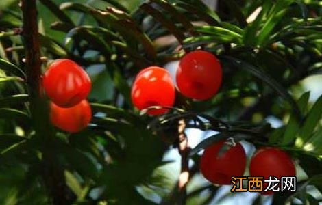 红豆杉果实的功效与作用百科 红豆杉果实的功效与作用