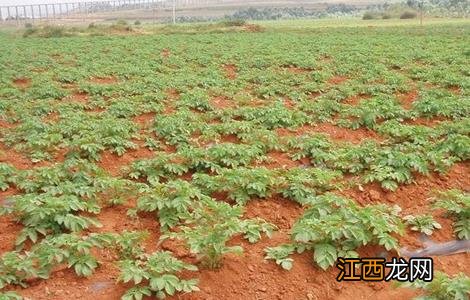 秋季土豆什么时候种植好 秋季土豆什么时候种植