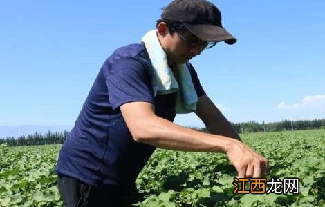 棉花种植管理服务合同 棉花种植怎么管理