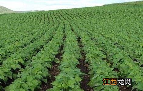 大豆的种植技术和方法以及会计科目 大豆的种植技术