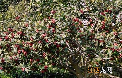 种植骨结合 构骨的种植技术