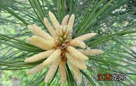 松花粉是什么东西啊 松花粉是什么东西