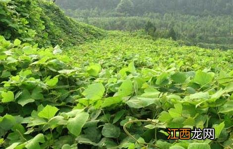 葛根种植技术 葛根种植技术与管理