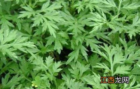 艾草种植技术 艾草种植技术1000字