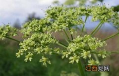 白芷栽培种植技术 白芷种植时间