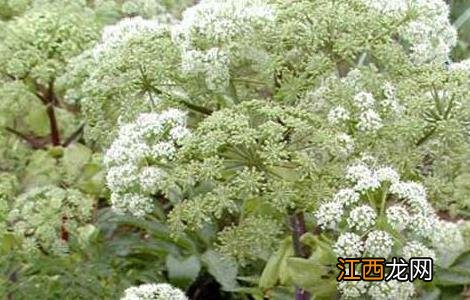 白芷栽培种植技术 白芷种植时间