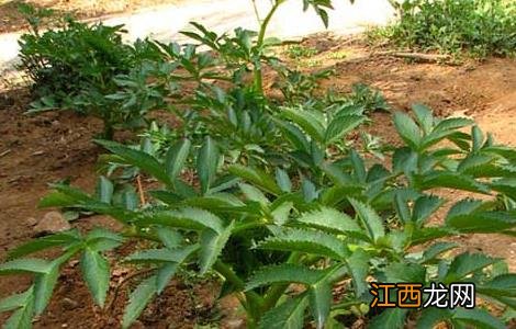 白芷花象征着什么 白芷花语是什么