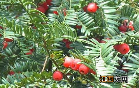 红豆杉有种植价值吗 红豆杉的种植前景