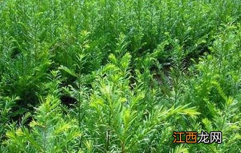 红豆杉有种植价值吗 红豆杉的种植前景
