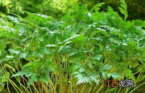 黄连高产种植管理技术 黄连高产种植管理技术规程