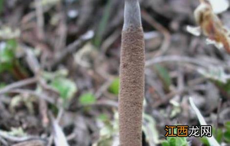 冬虫夏草栽培技术培训 冬虫夏草栽培技术