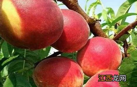 桃树种植的方法和技巧 桃树种植常见问题