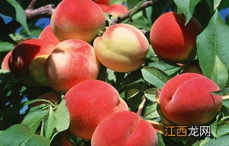 桃树种植的方法和技巧 桃树种植常见问题