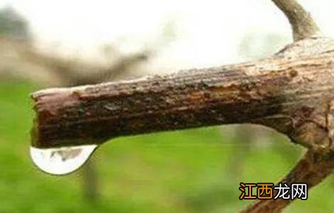 如何确定葡萄伤流期 葡萄伤流期管理要点