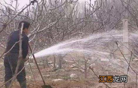 苹果园如何浇灌封冻水 苹果树的封冻水怎么浇?